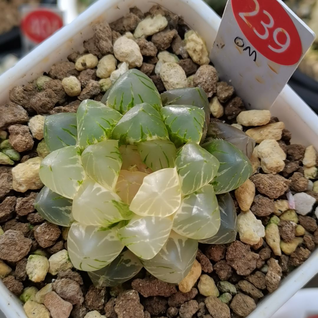 239号OM玉露锦一物一拍带盆土发货