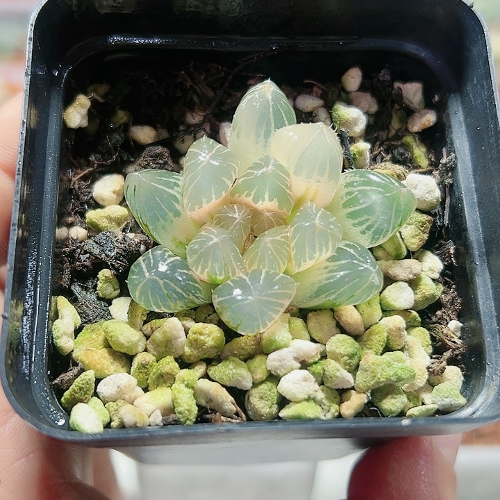 十二卷多肉龙爪玉露