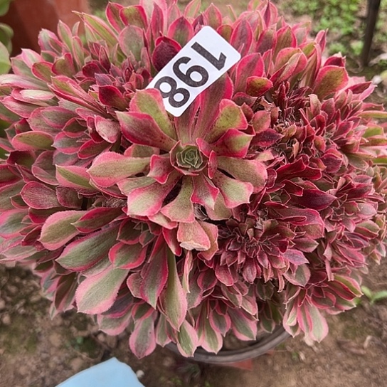 如***动多肉植物一个女巫198