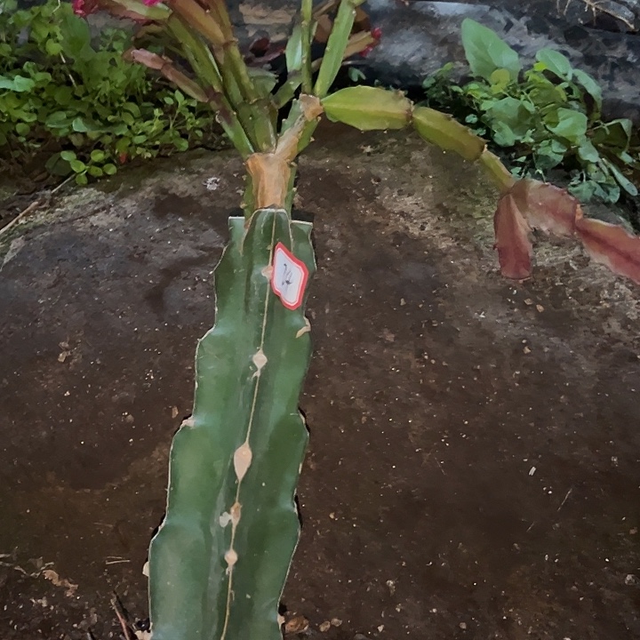 小***哥.24号脱盆，火焰，，