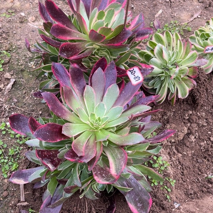 20-81金丝亮牌5一个地理多肉