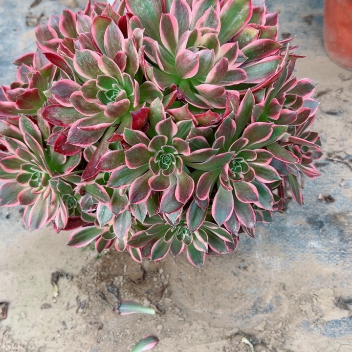 695浣纱多肉植物