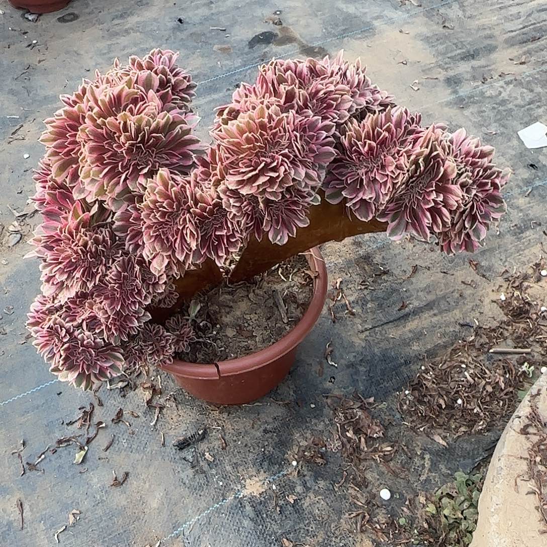 一***光女巫withstand commode