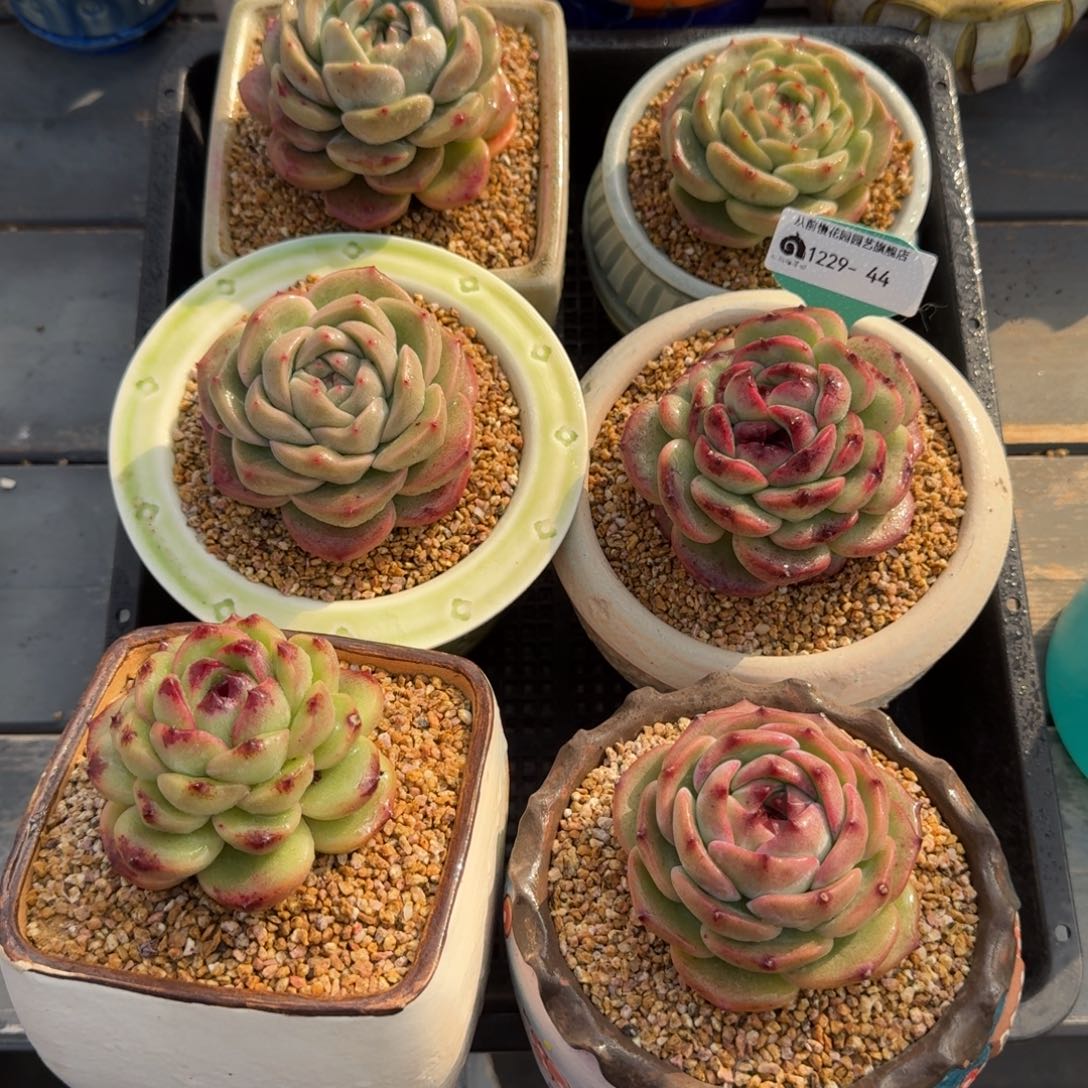 从前慢多肉精选编号1229.44