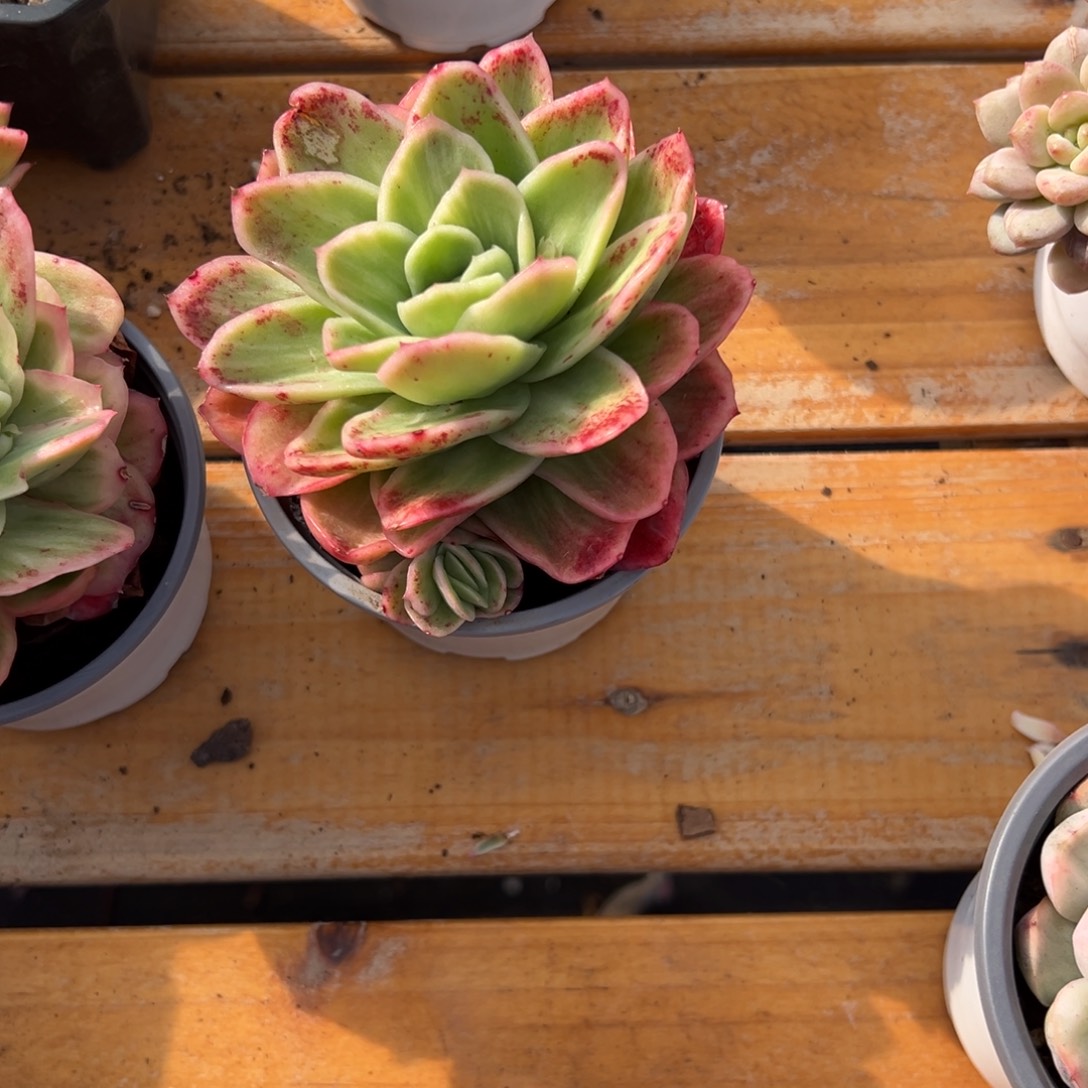 多肉冰玫瑰锦【非偏远地区满18包邮】