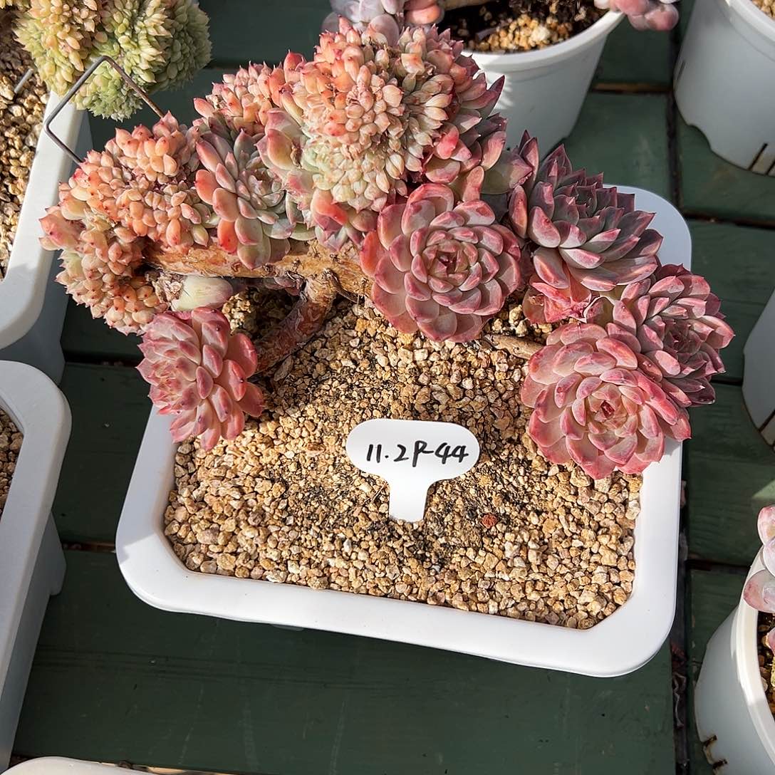 小***妹1129-44母本冰魄树缀