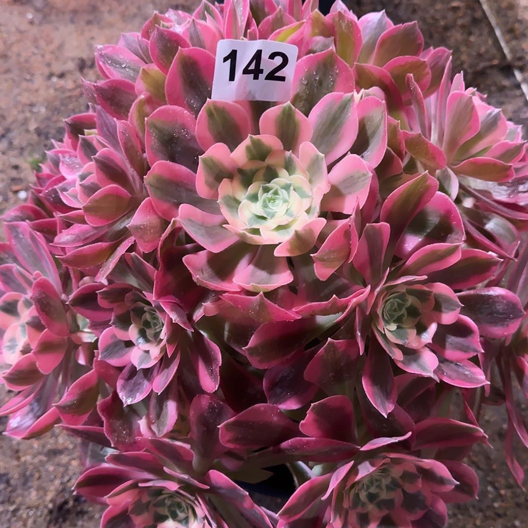 多肉植物粉女郎142