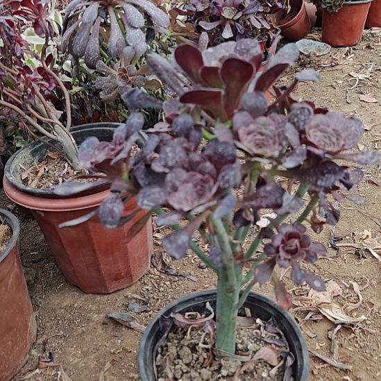 圆叶加急发发货19