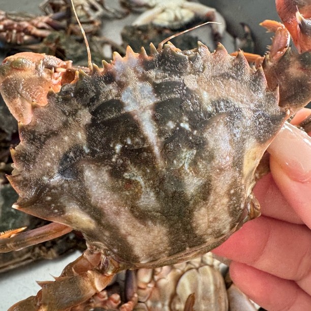 《二伟水产，品质之选》49.9三斤顺丰包邮嫌小勿拍