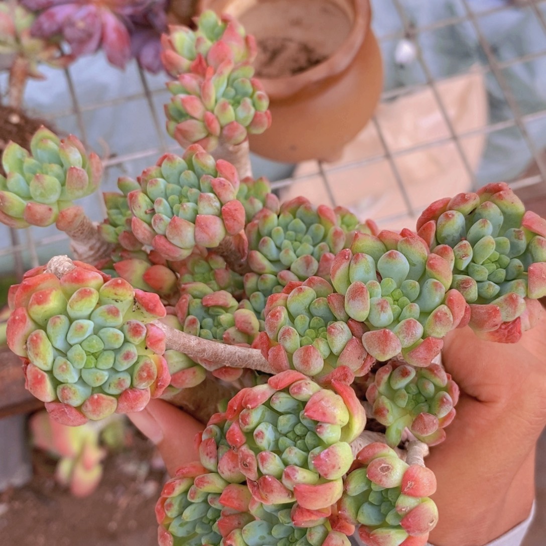 2盆蓝苹果 多头群生