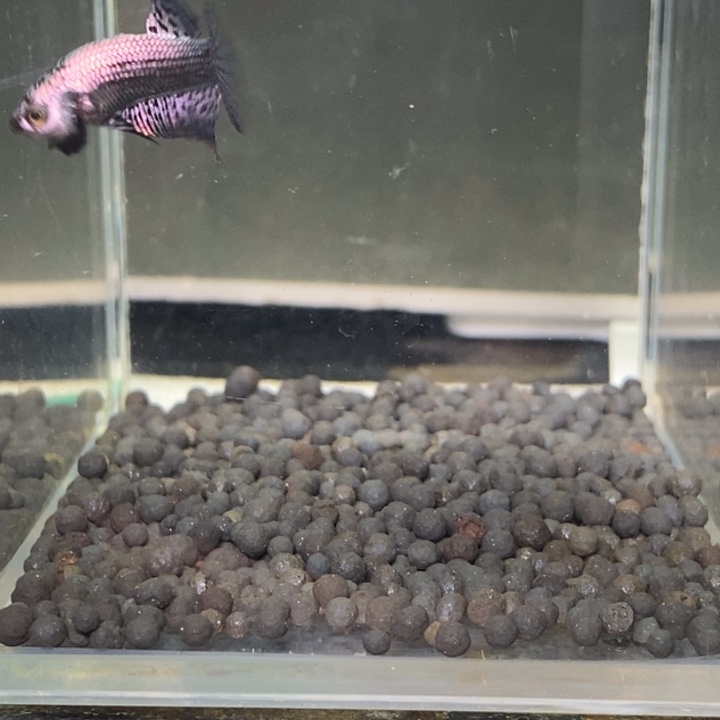 斗鱼泰国斗鱼178号