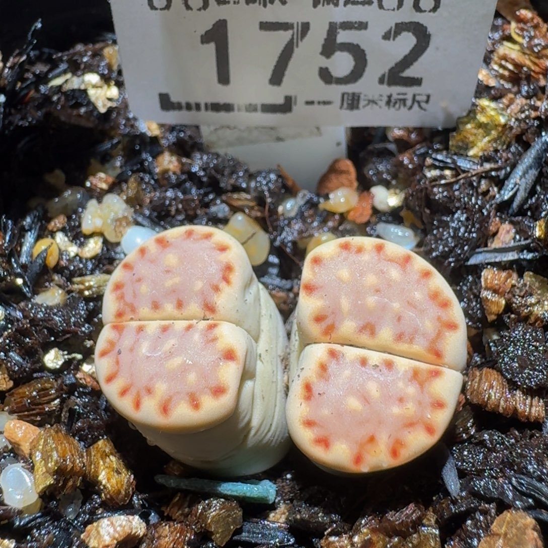 Ssss精品生石花1752