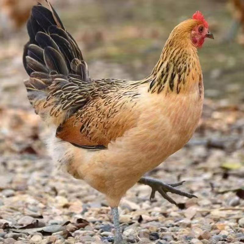 麻羽鸡整鸡生鲜肉质鲜美多汁12只