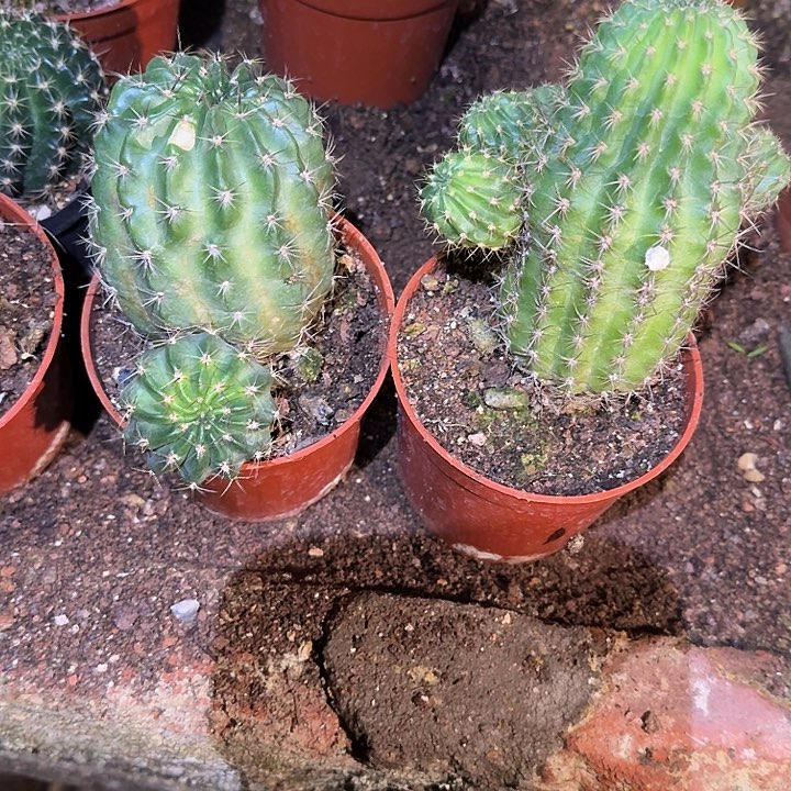 小***无花朵丽花哈哈哈哈哈哈