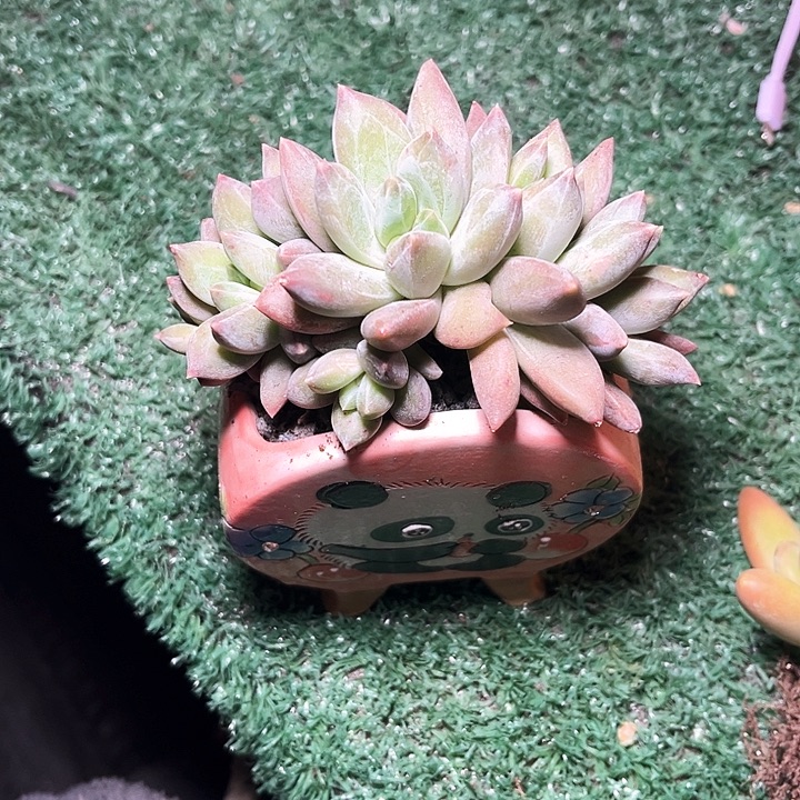 重楼13号码牌子的话题