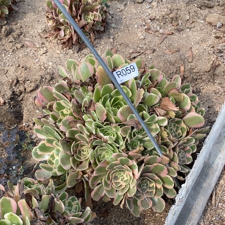 059粉女郎多肉植物法师