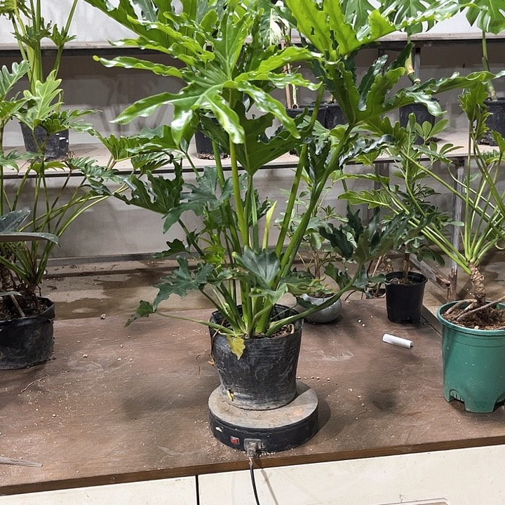 完全开放龙鳞春雨