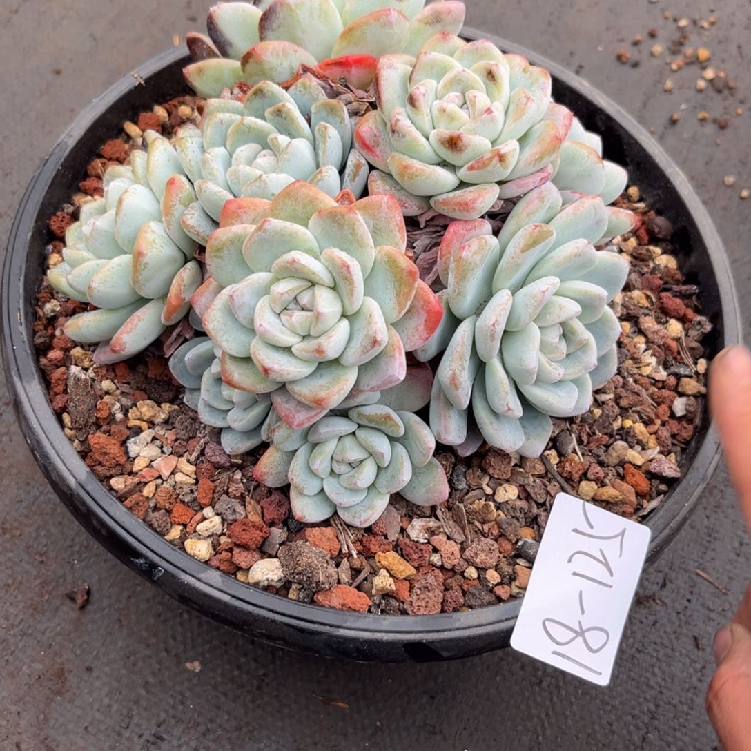 18-125不售后      