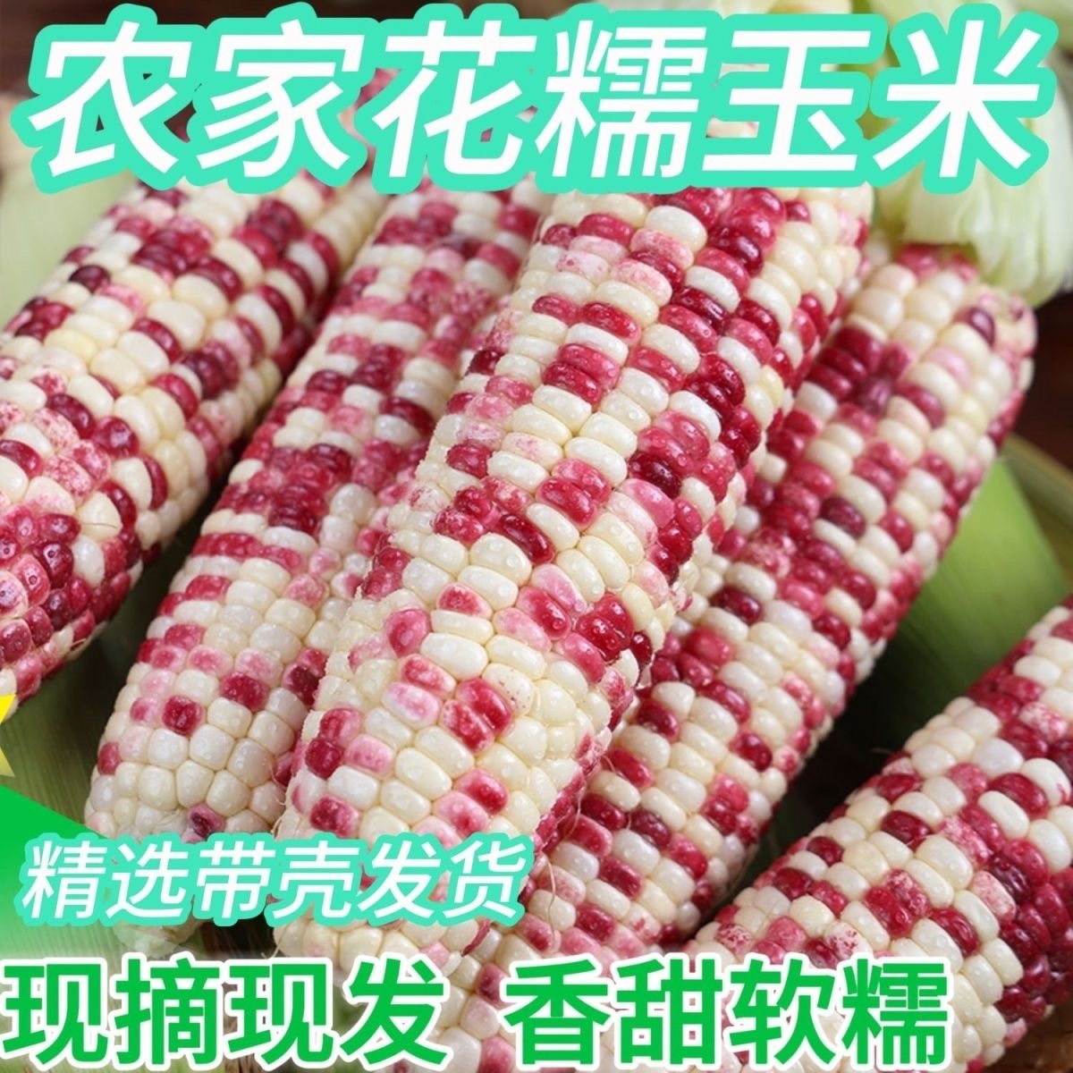 新鲜花糯玉米现摘甜糯多汁带皮当季减脂代餐苞谷