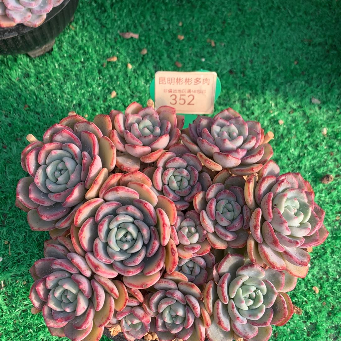 浅***末千山雪老桩平头352