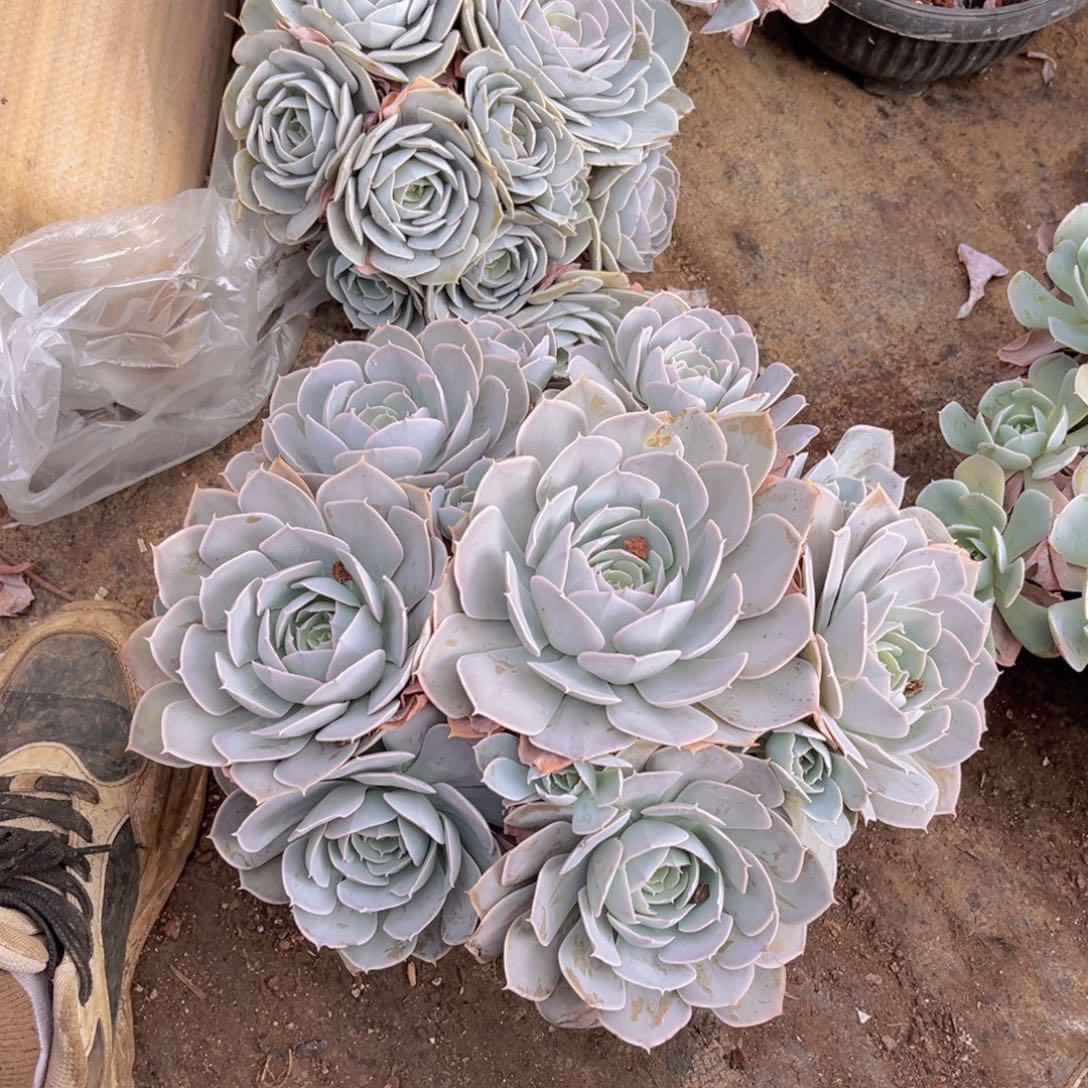 喜***笑圣卡洛斯两个，官服20以上