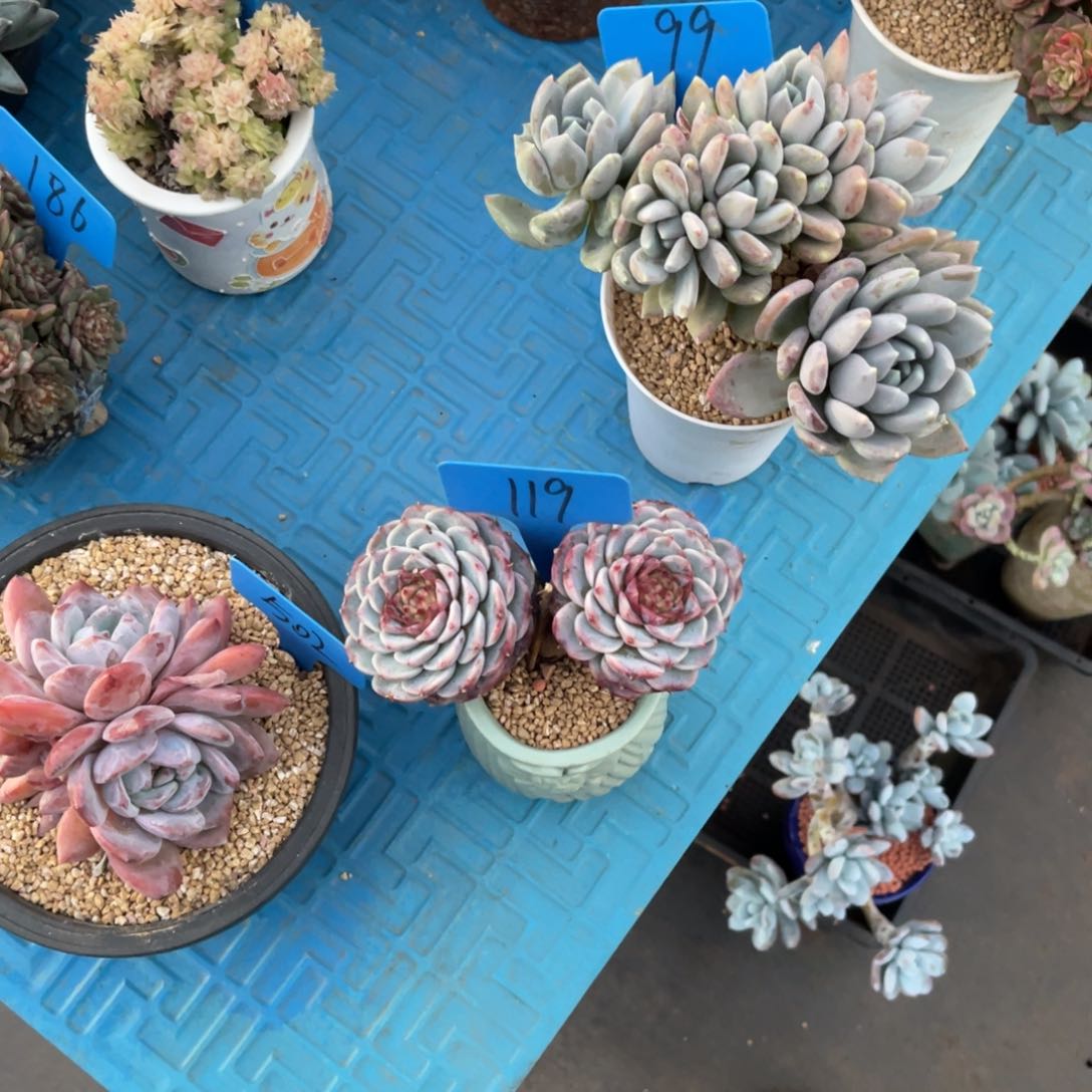 E**语119天鹅绒多肉