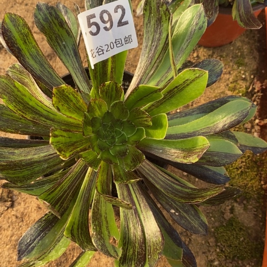 592原始绿水墨多肉植物