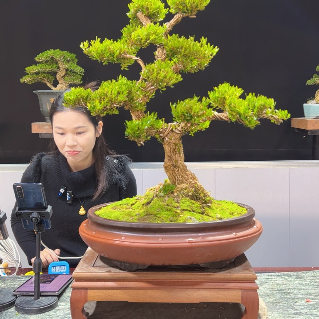 四季常青老桩黄杨盆景