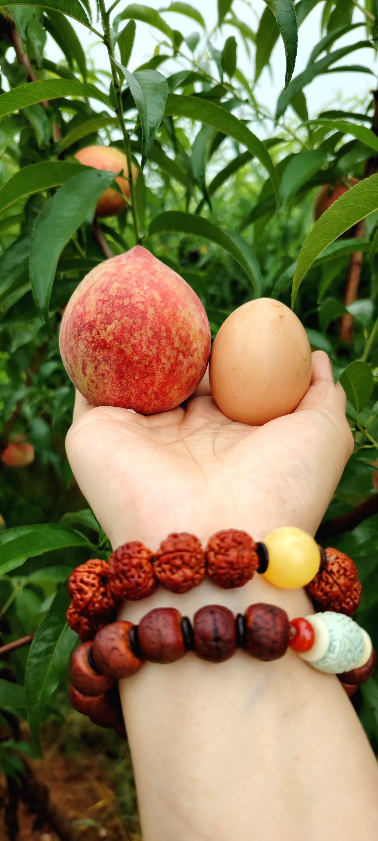 正宗广水胭脂红桃子（精品果）