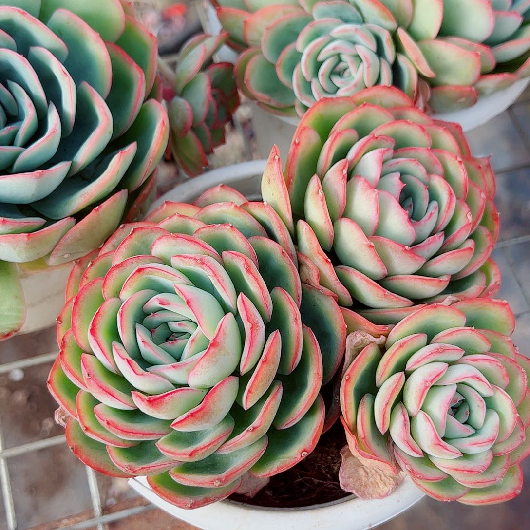 晨露多头造型精品特价