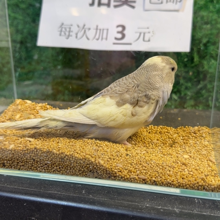 虎皮鹦鹉大头虎皮鹦鹉
