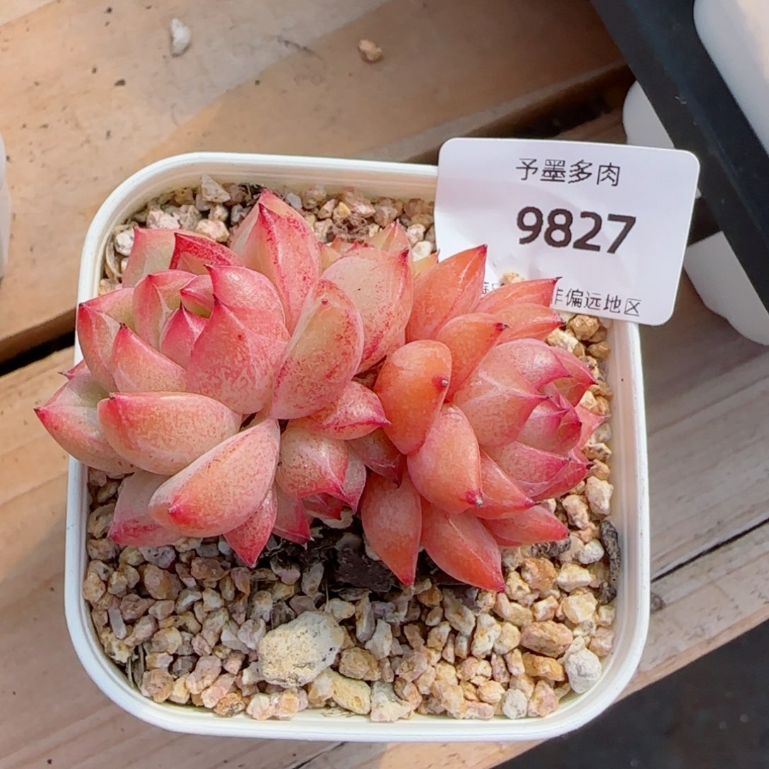 孤品珍妮，9827多肉植物