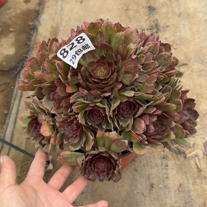 红丝绒……多肉植物……