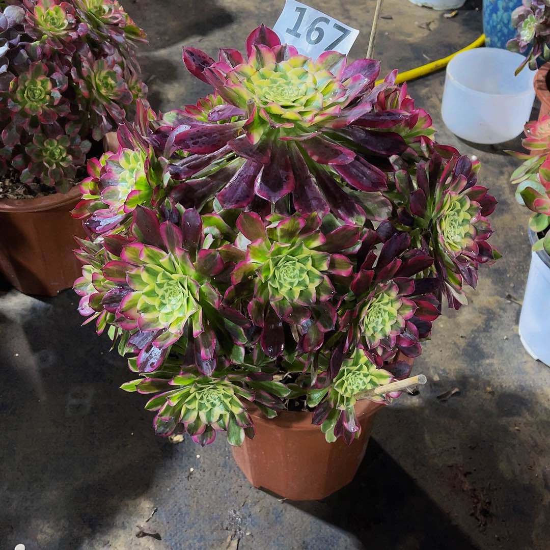 ?***?天和167拖土发货