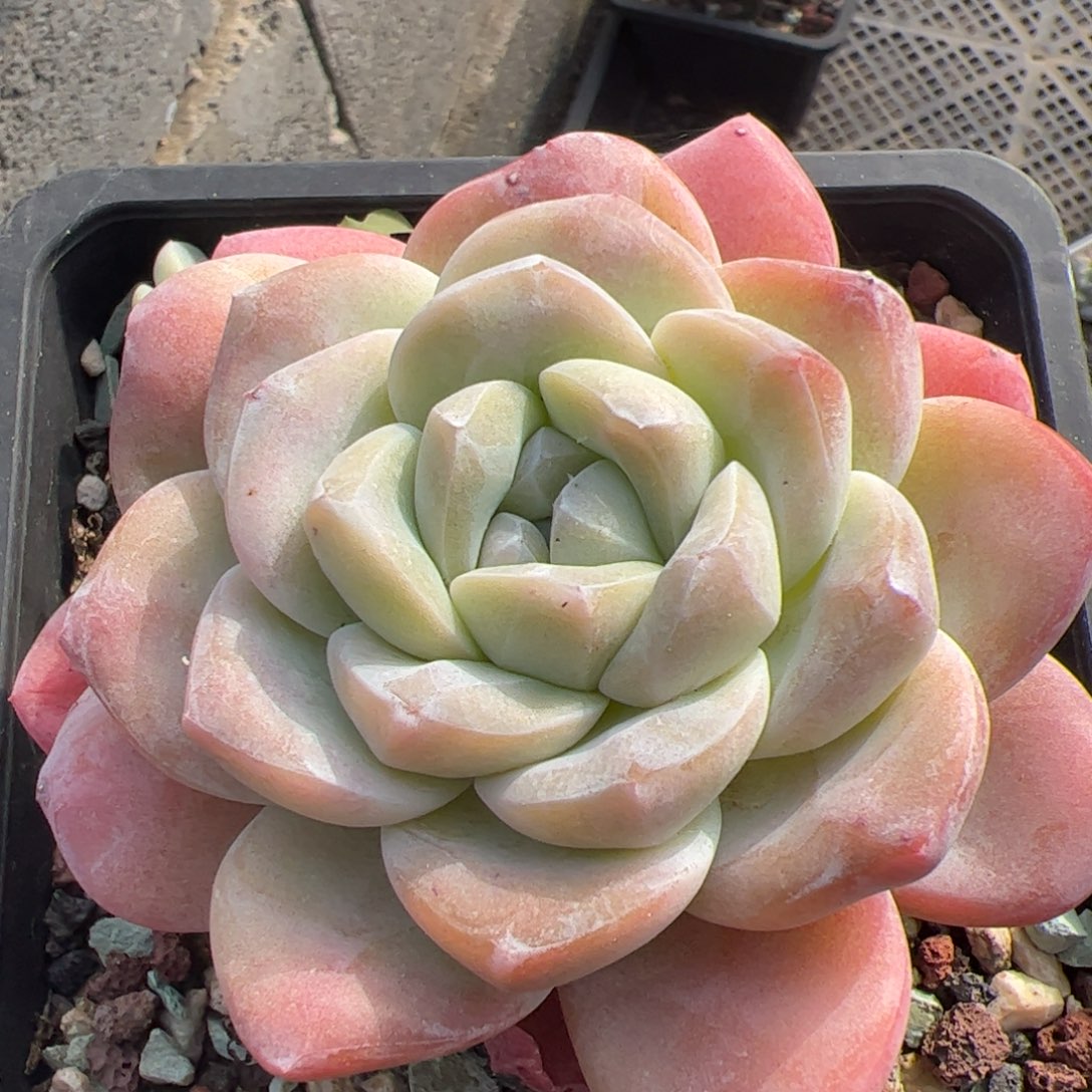 冰玉老桩多肉植物