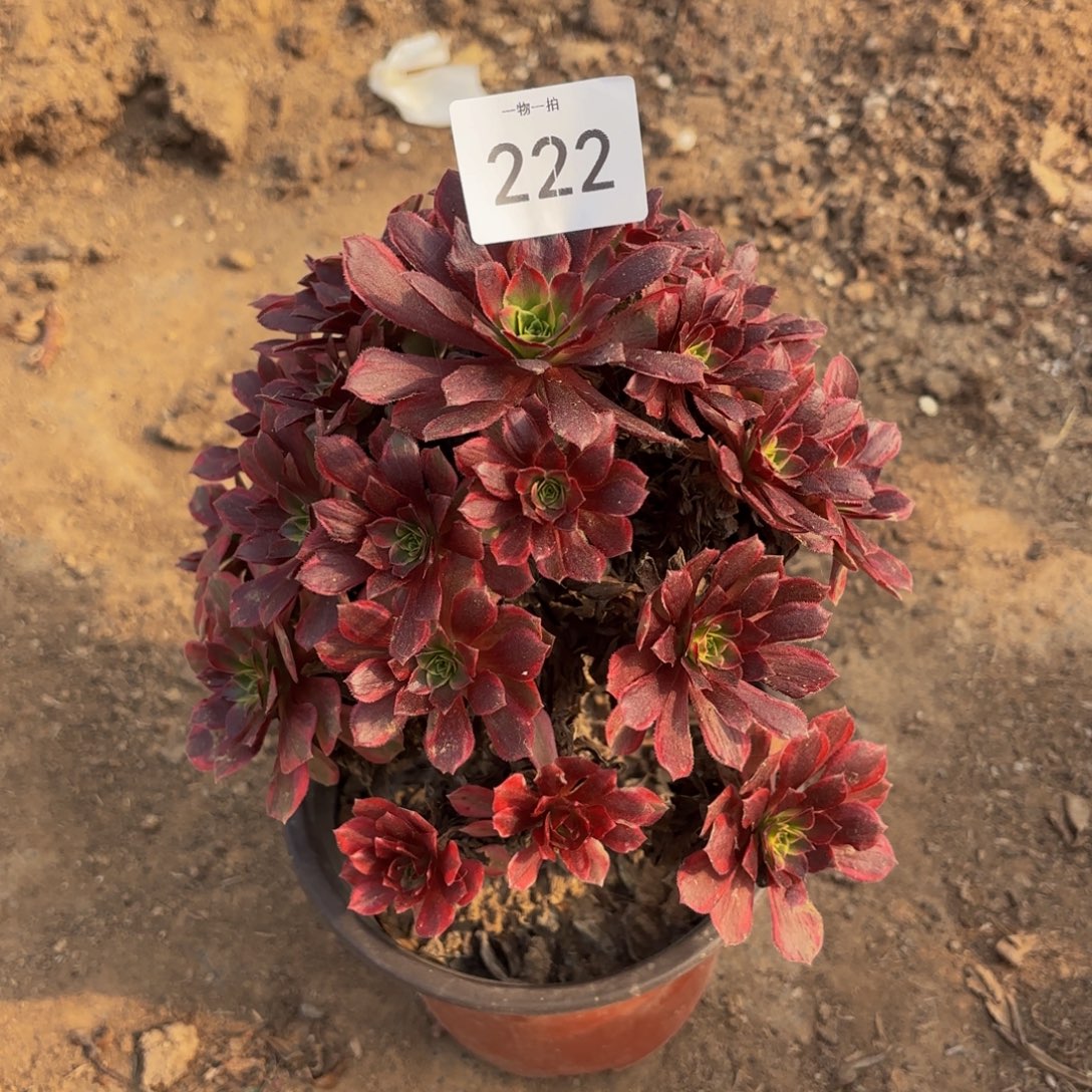 安娜一物一拍222法师