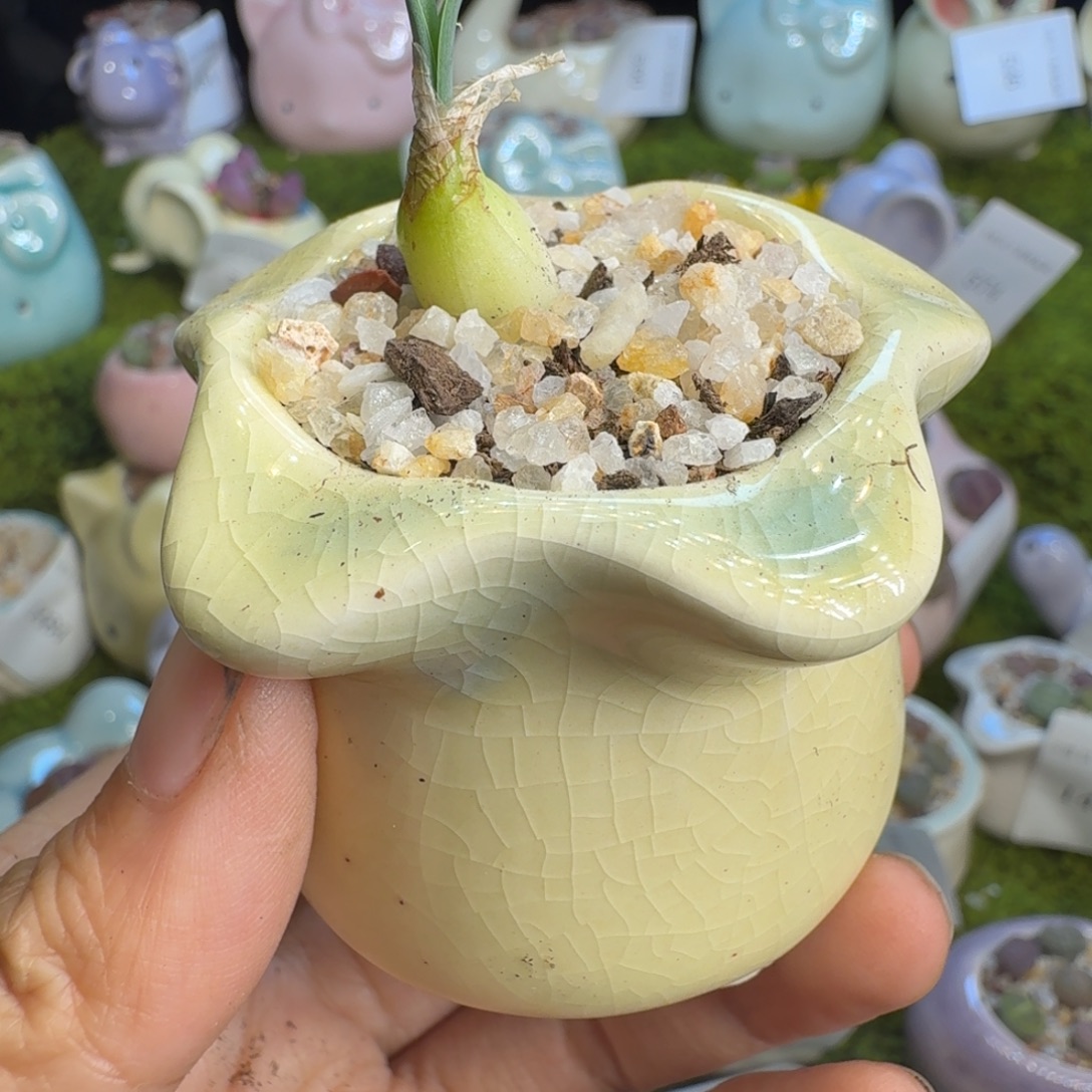 多肉植物福利冲576
