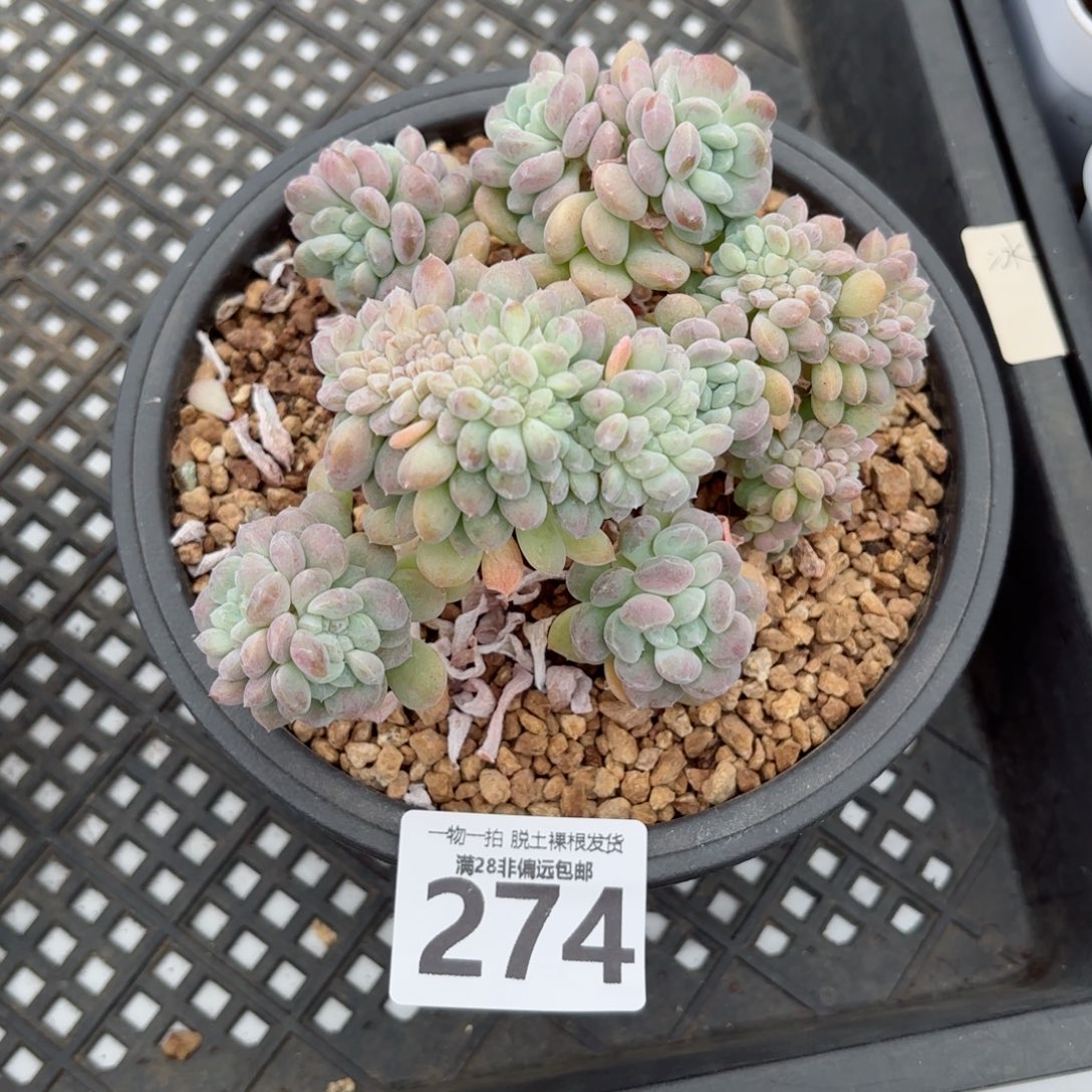 冰桃缀化无盆土发货