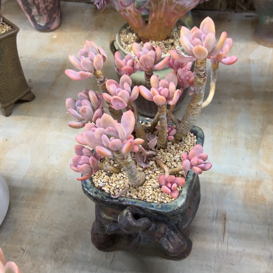 灰姑娘68 零零多肉植物