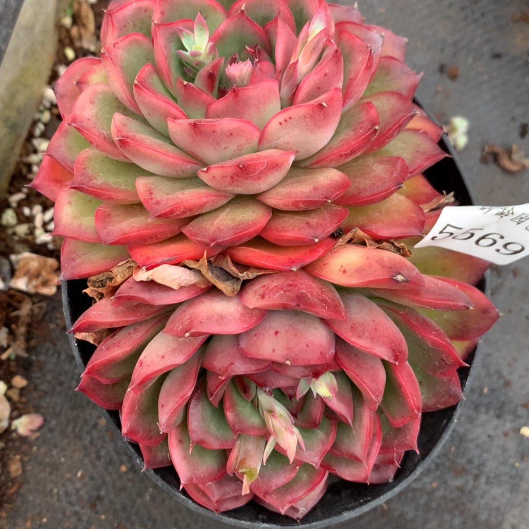 5569杂交多肉植物