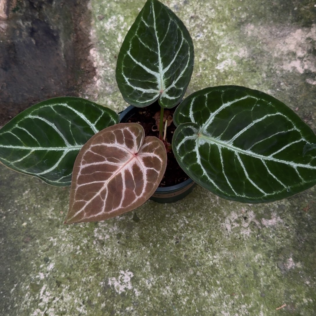 无花朵梦天使杂撕裂