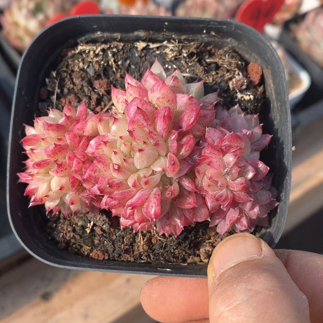 精品多肉一物一拍不包整77