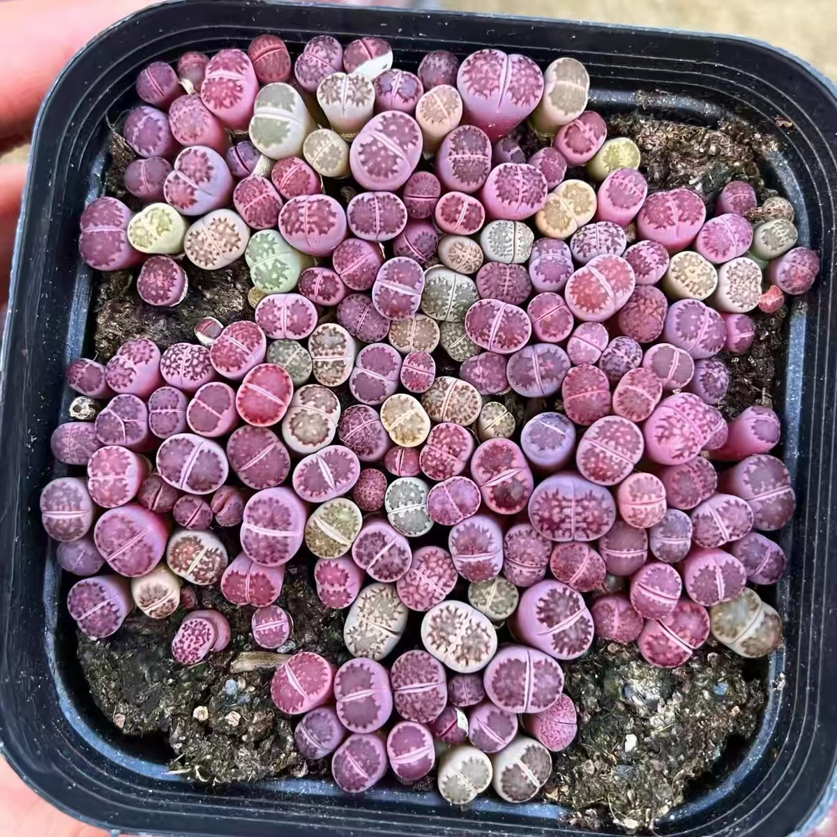 紫色生石花多肉植物石生花室内多肉盆栽创意盆栽阳台绿植净化空气