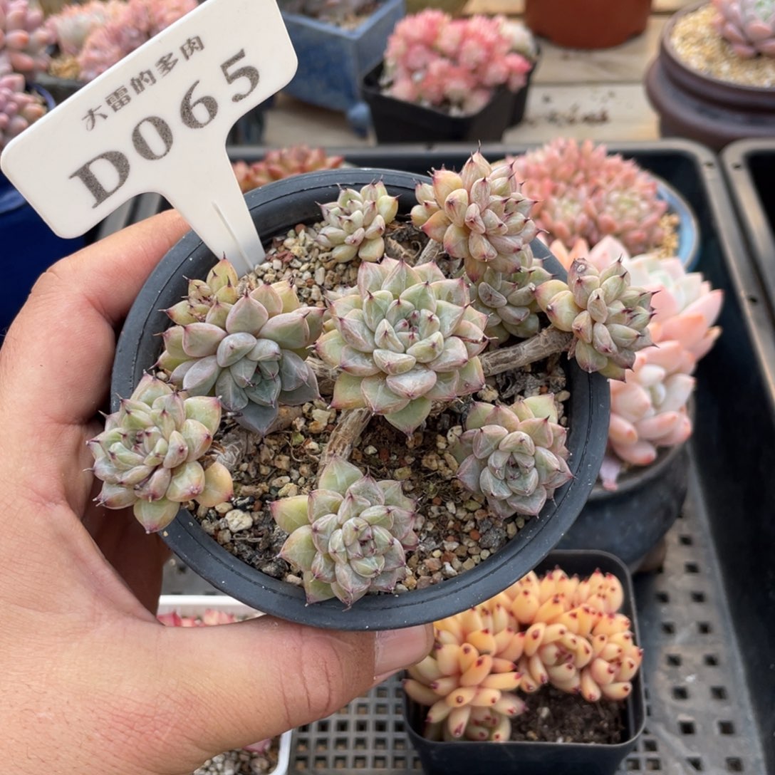 065不认识不带盆不包整12厘米