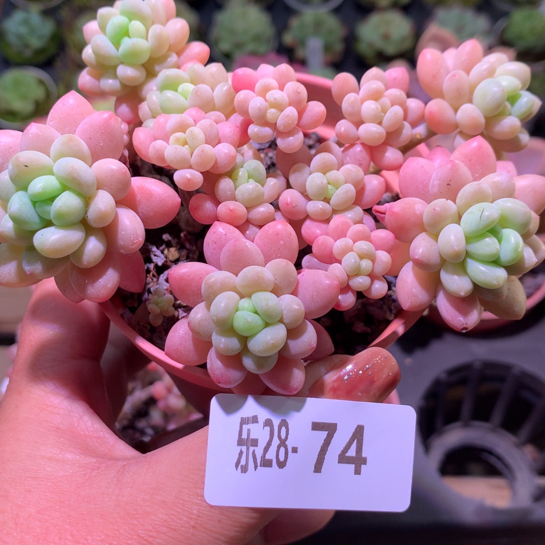 乐然28-74 鱼子酱 