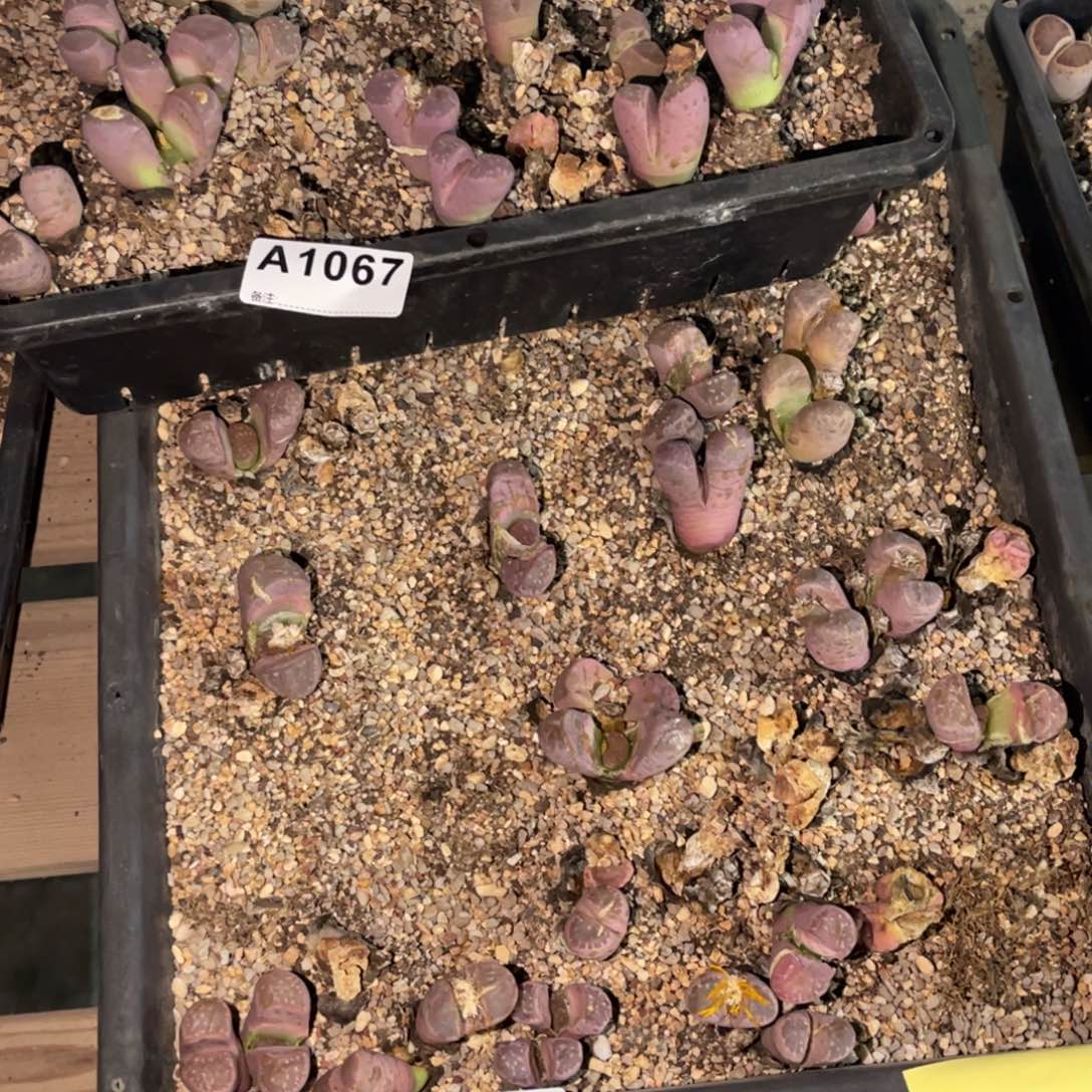 陈***希1067，1068福利筐2