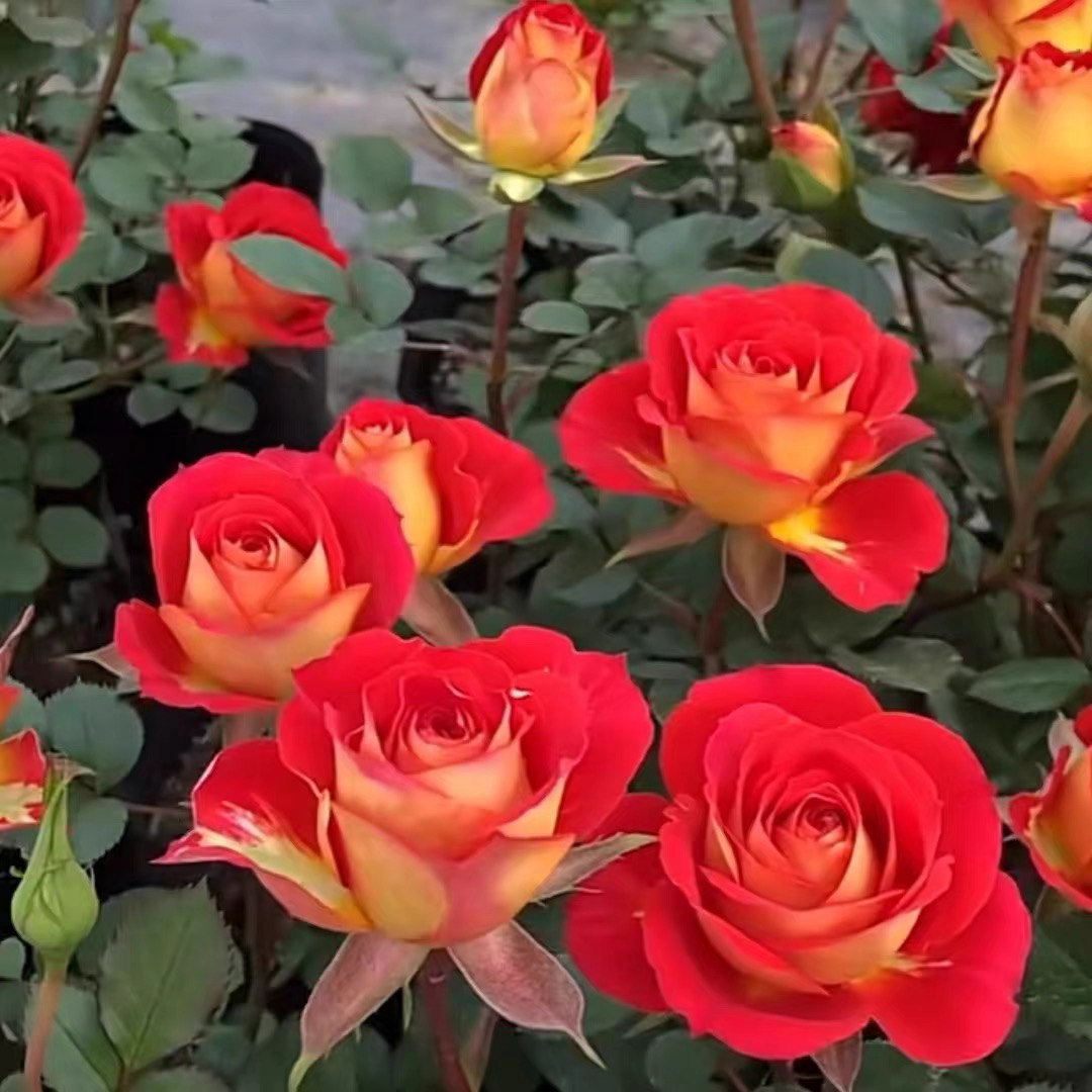 1双鱼座二桥 月季花苗盆栽 双鱼座玫瑰阳台花卉观花植物