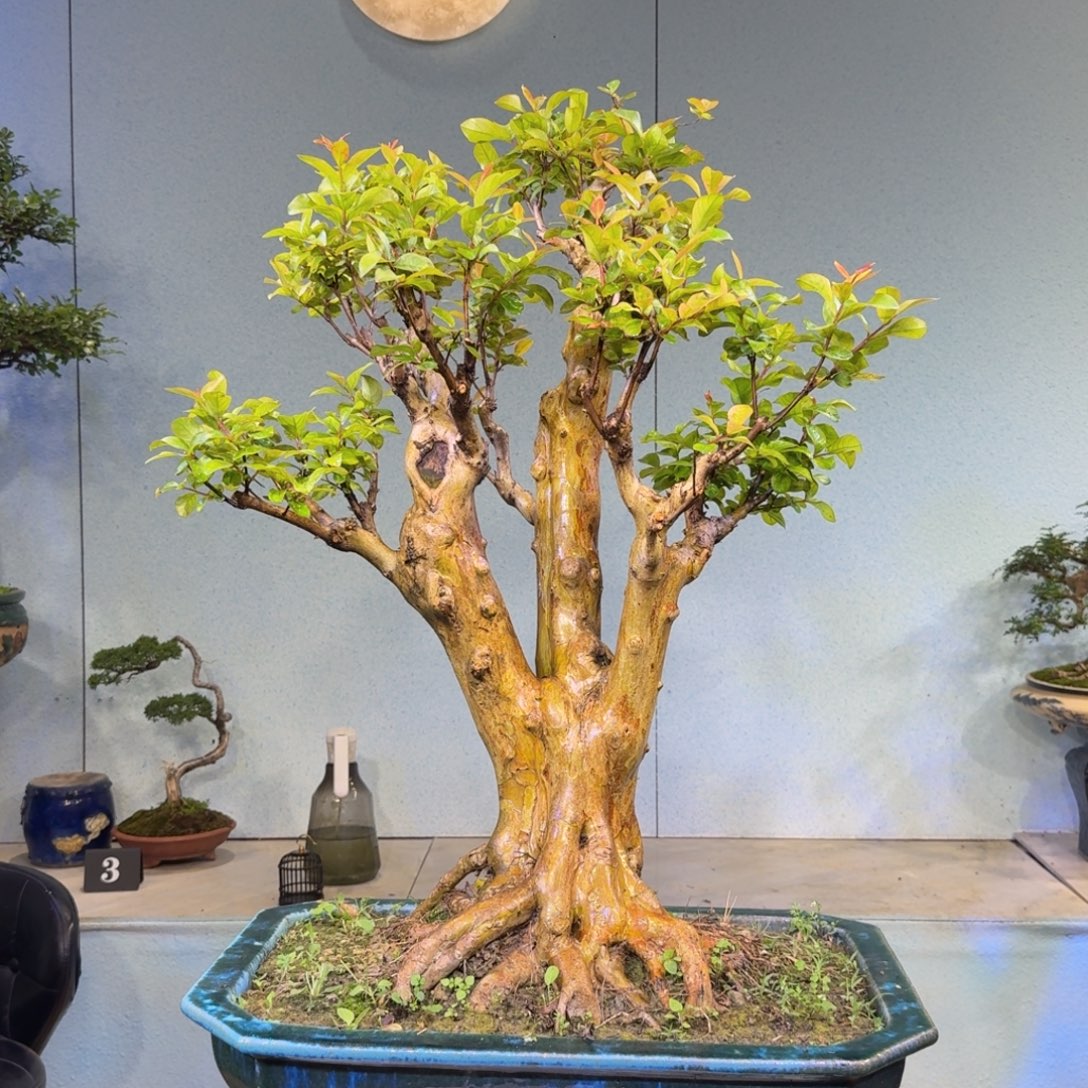 永***无花朵红花紫薇一物一排