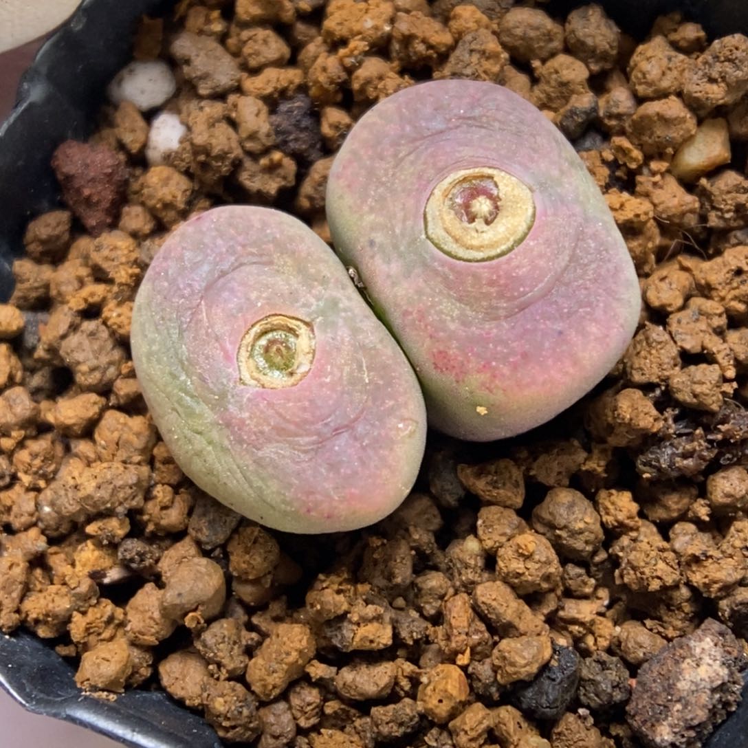 多肉植物肉锥杂交K-108