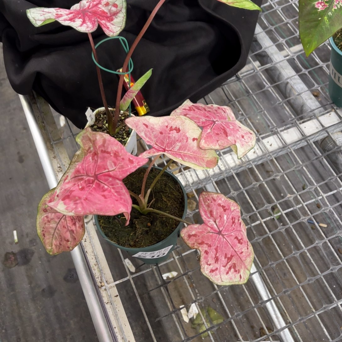 q***i无花朵          510.511草莓新城不包售后